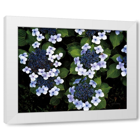 Hydrangeas Opening White Modern Wood Framed Art Print by Van Swearingen, Debra