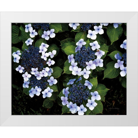 Hydrangeas Opening White Modern Wood Framed Art Print by Van Swearingen, Debra