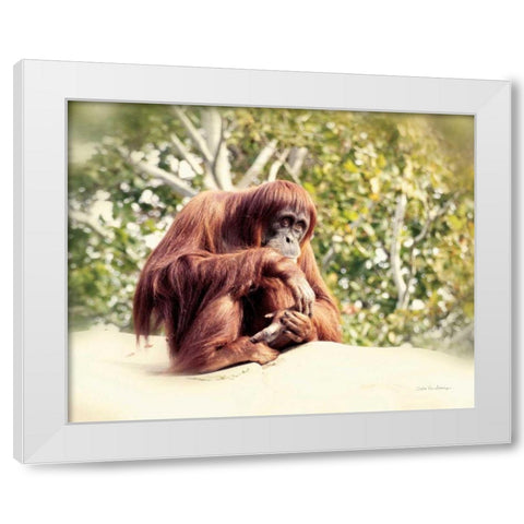 Orangutan White Modern Wood Framed Art Print by Van Swearingen, Debra