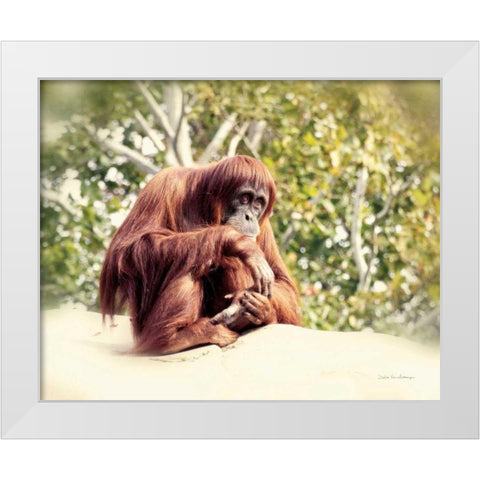 Orangutan White Modern Wood Framed Art Print by Van Swearingen, Debra