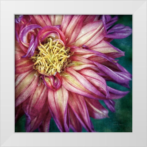 Dahlia I White Modern Wood Framed Art Print by Van Swearingen, Debra