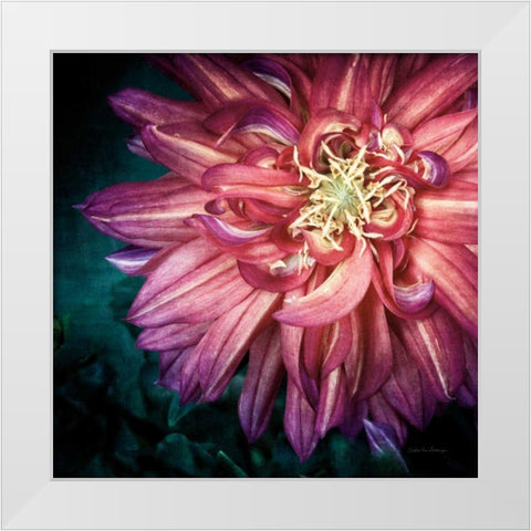 Dahlia II White Modern Wood Framed Art Print by Van Swearingen, Debra