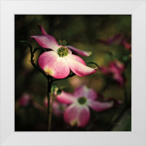 Pink Dogwood II White Modern Wood Framed Art Print by Van Swearingen, Debra