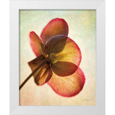 Lenton Rose I White Modern Wood Framed Art Print by Van Swearingen, Debra