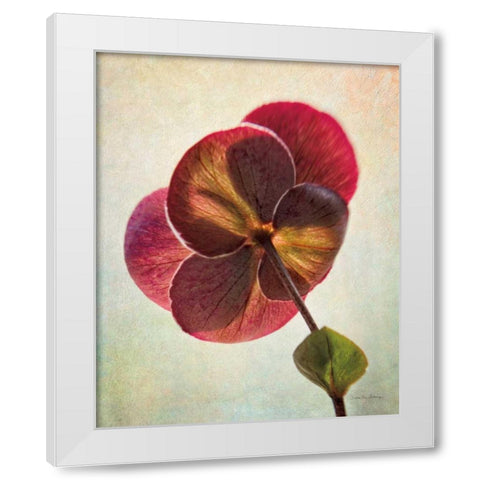 Lenton Rose II White Modern Wood Framed Art Print by Van Swearingen, Debra