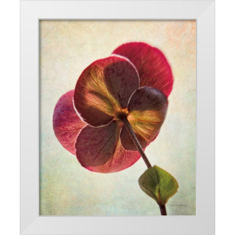 Lenton Rose II White Modern Wood Framed Art Print by Van Swearingen, Debra