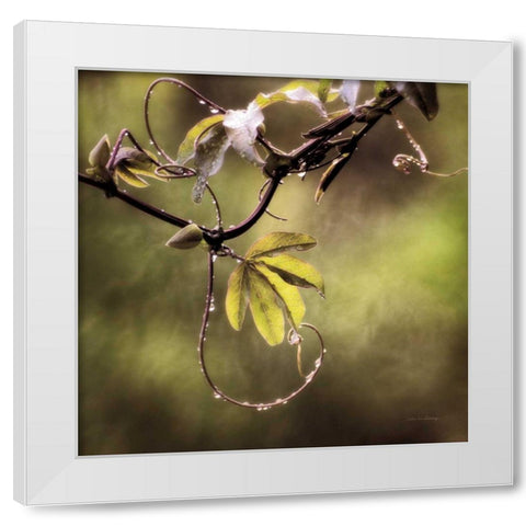 Passion Flower Vine I White Modern Wood Framed Art Print by Van Swearingen, Debra