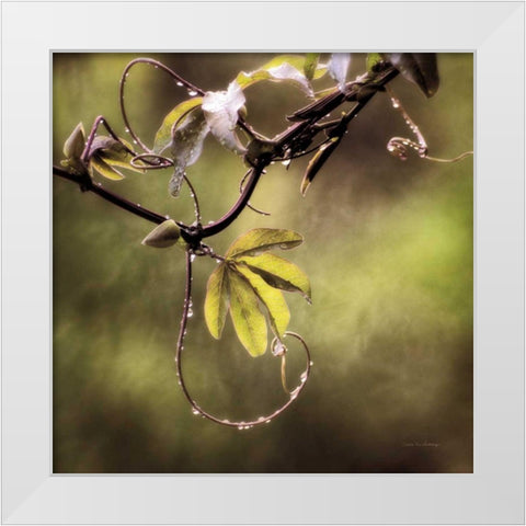 Passion Flower Vine I White Modern Wood Framed Art Print by Van Swearingen, Debra