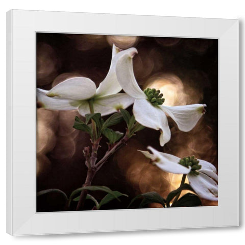 White Dogwood I White Modern Wood Framed Art Print by Van Swearingen, Debra