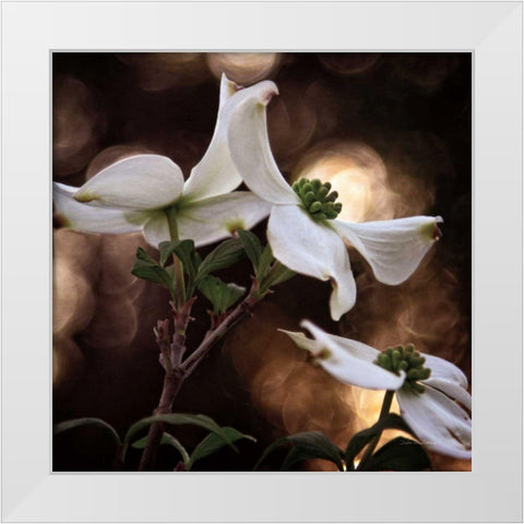 White Dogwood I White Modern Wood Framed Art Print by Van Swearingen, Debra