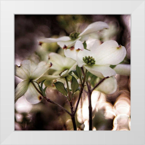 White Dogwood II White Modern Wood Framed Art Print by Van Swearingen, Debra