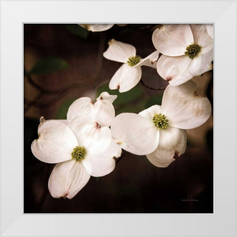 White Dogwood III White Modern Wood Framed Art Print by Van Swearingen, Debra