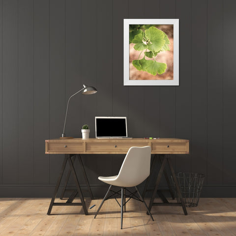 Sprouting Ginkgo IV White Modern Wood Framed Art Print by Van Swearingen, Debra