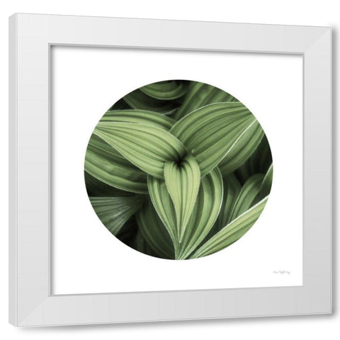 Corn Lily Circle II White Modern Wood Framed Art Print by Majchrowicz, Alan