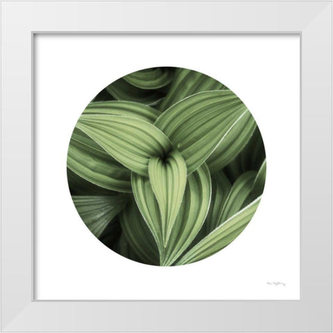Corn Lily Circle II White Modern Wood Framed Art Print by Majchrowicz, Alan