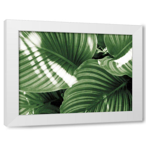 Leaf Abstract V Green White Modern Wood Framed Art Print by Goldstein, Ed