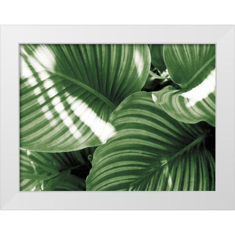Leaf Abstract V Green White Modern Wood Framed Art Print by Goldstein, Ed