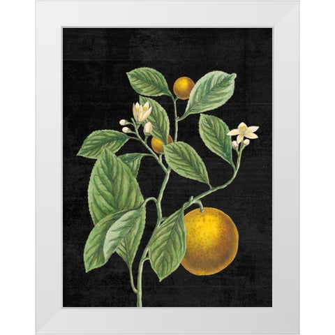 Classic Citrus VI Black No Words White Modern Wood Framed Art Print by Schlabach, Sue