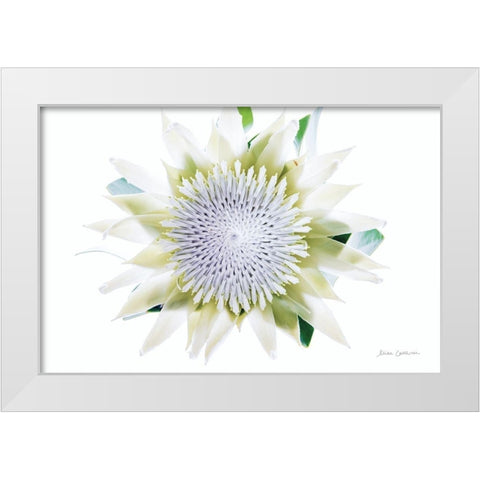 Protea Center I White Modern Wood Framed Art Print by Catterall, Elise