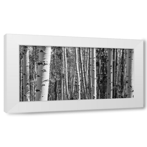 Aspen Grove White Modern Wood Framed Art Print by Urquhart, Elizabeth