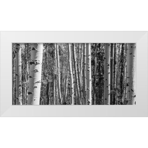 Aspen Grove White Modern Wood Framed Art Print by Urquhart, Elizabeth