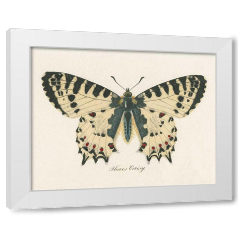 Natures Butterfly I White Modern Wood Framed Art Print by Wild Apple Portfolio