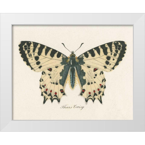 Natures Butterfly I White Modern Wood Framed Art Print by Wild Apple Portfolio