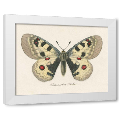 Natures Butterfly III White Modern Wood Framed Art Print by Wild Apple Portfolio