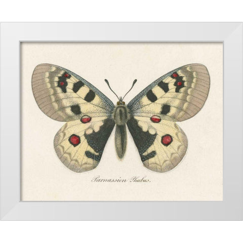 Natures Butterfly III White Modern Wood Framed Art Print by Wild Apple Portfolio