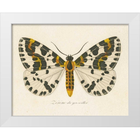 Natures Butterfly IV White Modern Wood Framed Art Print by Wild Apple Portfolio