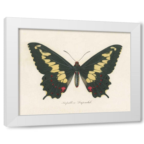 Natures Butterfly VI White Modern Wood Framed Art Print by Wild Apple Portfolio
