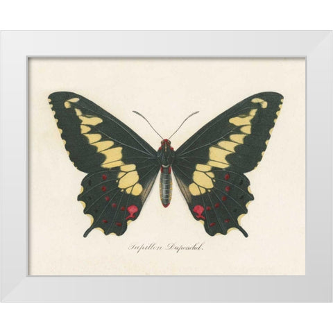 Natures Butterfly VI White Modern Wood Framed Art Print by Wild Apple Portfolio