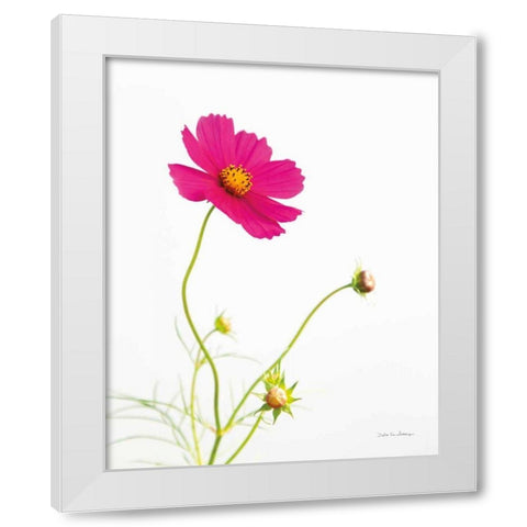 Magenta Cosmos I White Modern Wood Framed Art Print by Van Swearingen, Debra