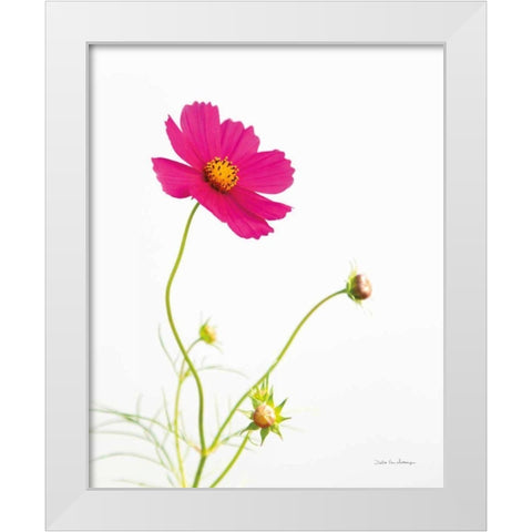 Magenta Cosmos I White Modern Wood Framed Art Print by Van Swearingen, Debra