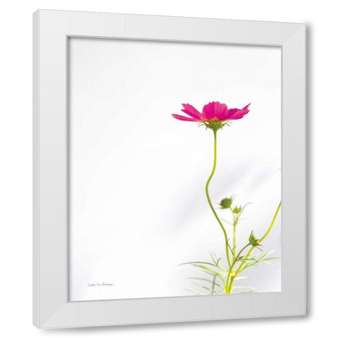Magenta Cosmos II White Modern Wood Framed Art Print by Van Swearingen, Debra