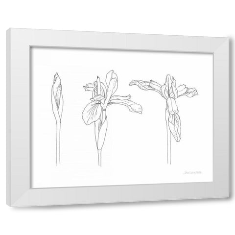 Sketched Iris White Modern Wood Framed Art Print by Miller, Sara Zieve