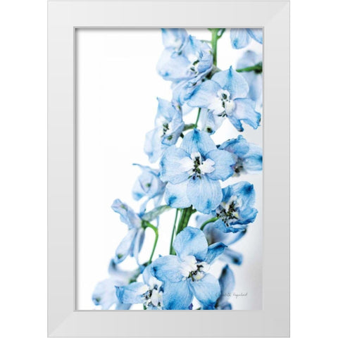 Freshly Picked Delphinium III White Modern Wood Framed Art Print by Urquhart, Elizabeth