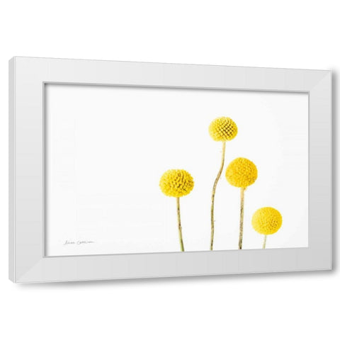Craspedia I White Modern Wood Framed Art Print by Catterall, Elise