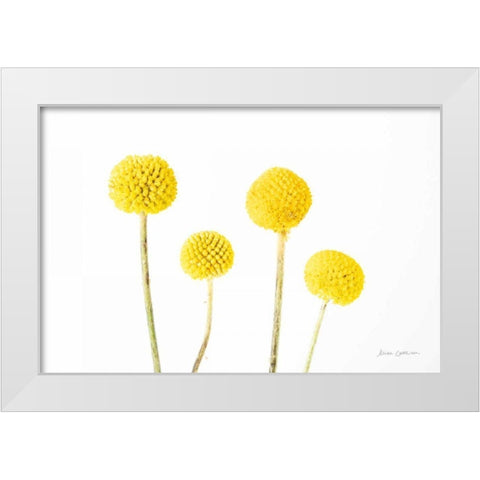 Craspedia II White Modern Wood Framed Art Print by Catterall, Elise