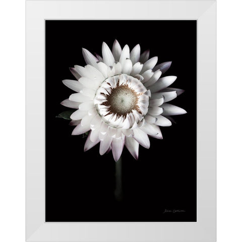 Dramatic Dahlia White Modern Wood Framed Art Print by Catterall, Elise