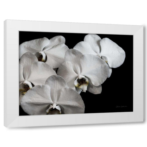 White Orchid II White Modern Wood Framed Art Print by Catterall, Elise