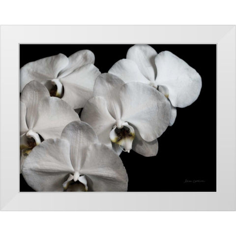 White Orchid II White Modern Wood Framed Art Print by Catterall, Elise