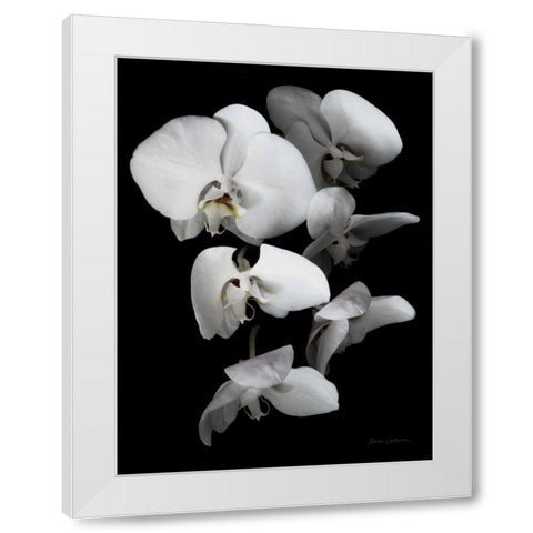 White Orchid III White Modern Wood Framed Art Print by Catterall, Elise