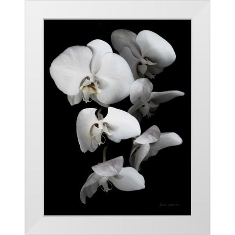 White Orchid III White Modern Wood Framed Art Print by Catterall, Elise