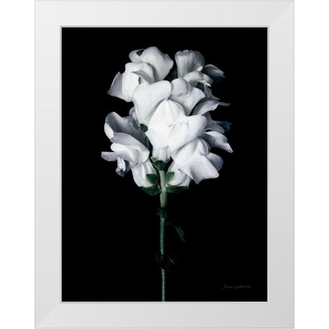 White Snapdragon White Modern Wood Framed Art Print by Catterall, Elise