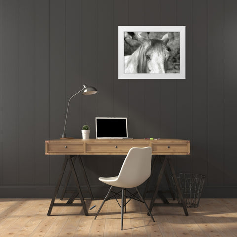 A Horse Called Snow White Modern Wood Framed Art Print by Goldstein, Ed