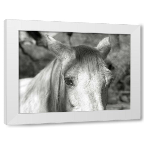 A Horse Called Snow White Modern Wood Framed Art Print by Goldstein, Ed