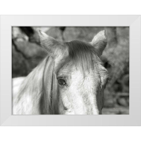 A Horse Called Snow White Modern Wood Framed Art Print by Goldstein, Ed