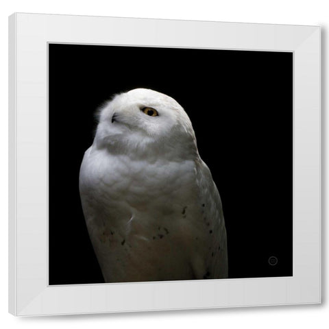 Snowy Owl Looks to the Sun White Modern Wood Framed Art Print by Larson, Nathan