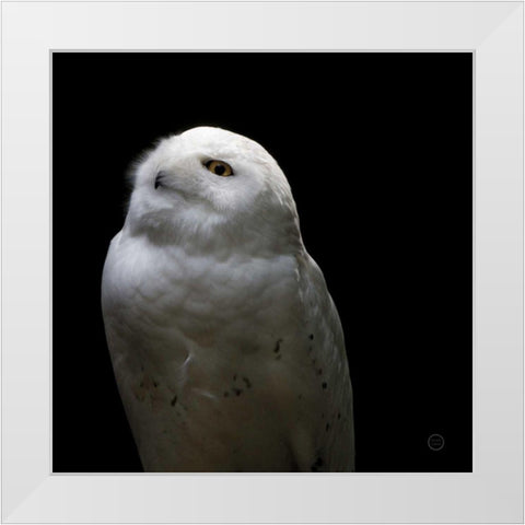 Snowy Owl Looks to the Sun White Modern Wood Framed Art Print by Larson, Nathan